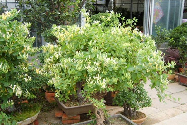 金银花盆景图片