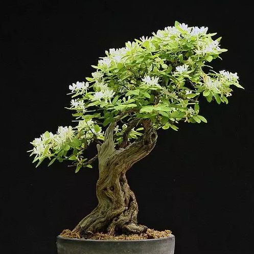 金银花盆景图片
