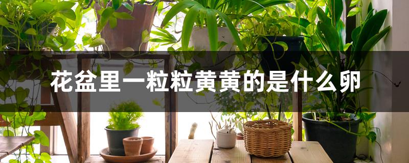 花盆里一粒粒黄黄的是什么卵