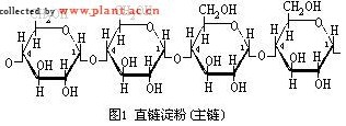 淀粉