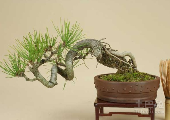 赤松盆景欣赏及养护管理的介绍