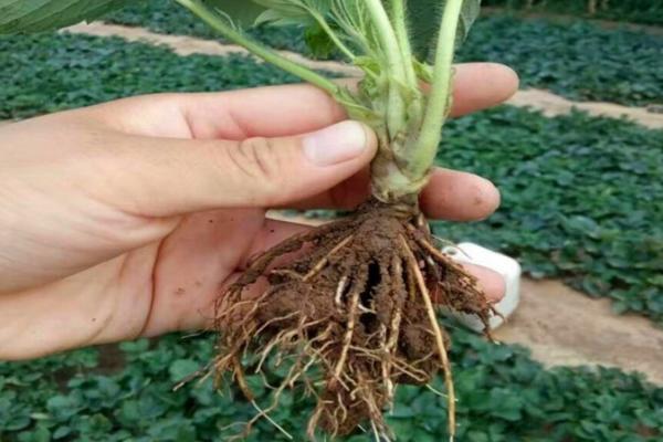 怎样育草莓苗又矮又壮