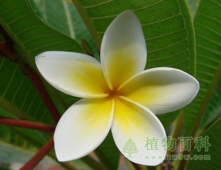 【认识鸡蛋花】鸡蛋花简介