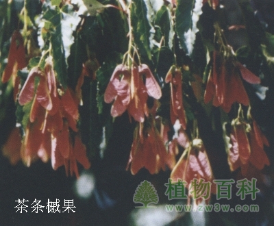 茶条槭、皂角、龙血树、猫尾木【奇特观果植物】