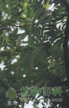 茶条槭、皂角、龙血树、猫尾木【奇特观果植物】