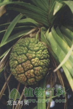 茶条槭、皂角、龙血树、猫尾木【奇特观果植物】