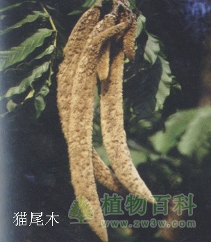 茶条槭、皂角、龙血树、猫尾木【奇特观果植物】