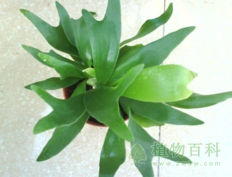【认识鹿角蕨】鹿角蕨简介
