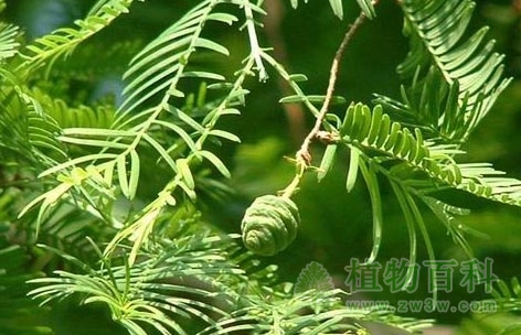 保护植物中的熊猫―濒危植物的基因库
