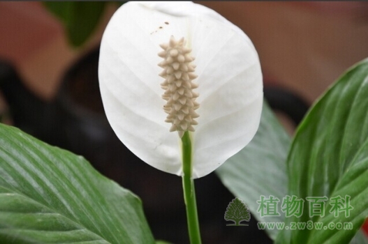 【认识一帆风顺】一帆风顺简介