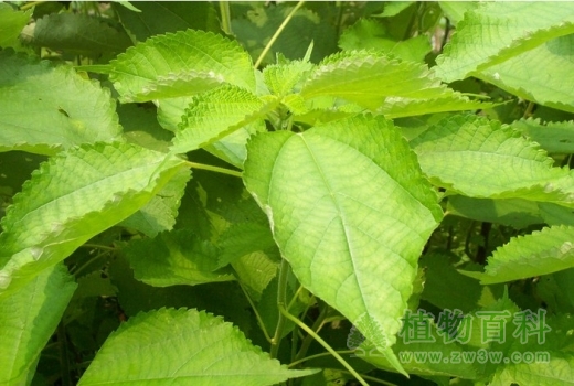 【认识苎麻】苎麻简介