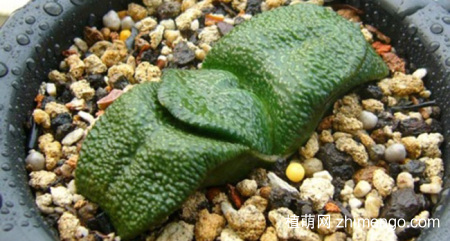 多肉卧牛的养殖方法与注意事项