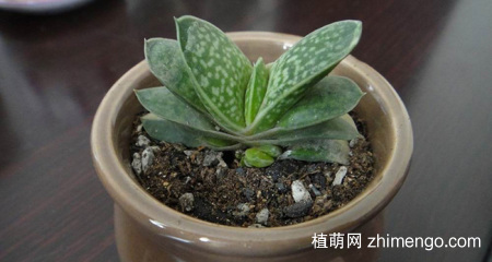 多肉卧牛的养殖方法与注意事项