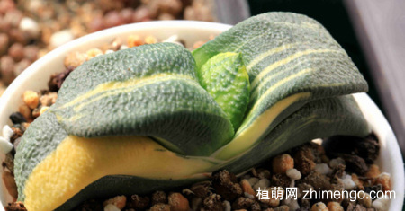 多肉卧牛的养殖方法与注意事项