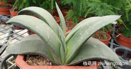 多肉卧牛的养殖方法与注意事项