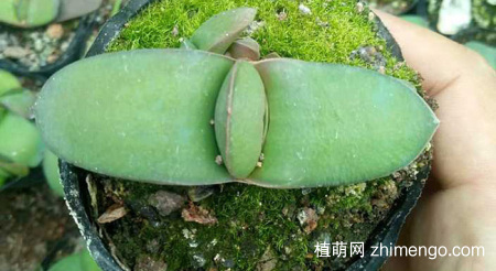 多肉卧牛的养殖方法与注意事项