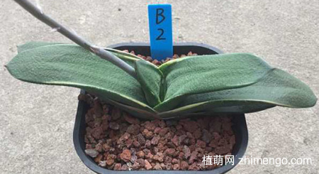 多肉卧牛的养殖方法与注意事项