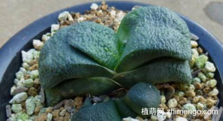 多肉卧牛的养殖方法与注意事项