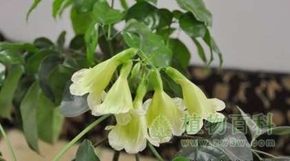 【幸福树花期】幸福树什么时候开花