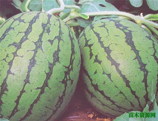 小玉西瓜是什么意思会胀气吗 小玉西瓜几月份成熟