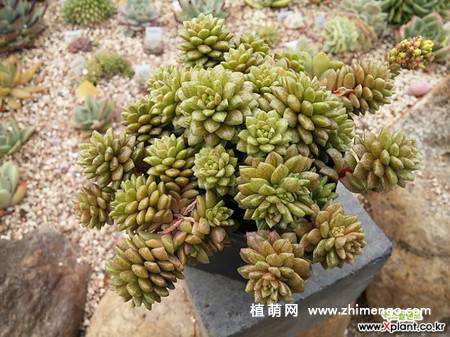 小玉锦多肉植物图片