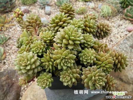 小玉锦多肉植物图片