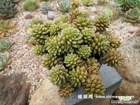 小玉锦多肉植物图片