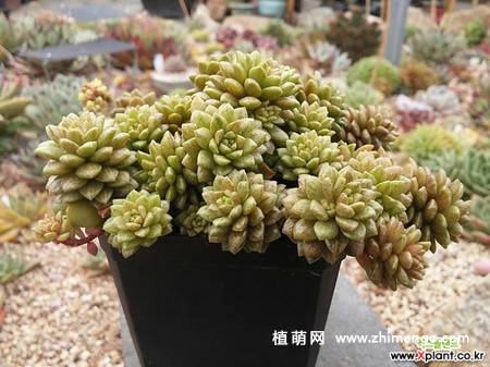 小玉锦多肉植物图片