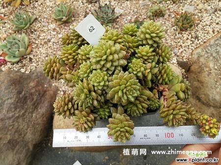 小玉锦多肉植物图片