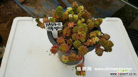 小玉锦多肉植物图片