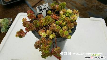 小玉锦多肉植物图片