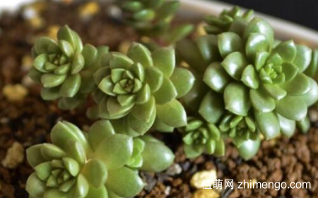 小玉怎么养，多肉小玉的日常养护方法