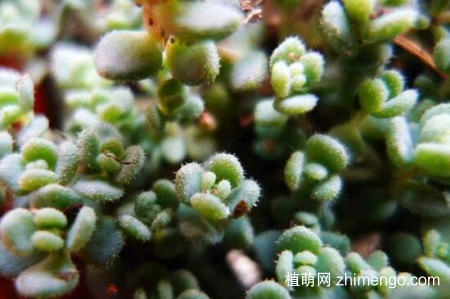小玉怎么养，多肉小玉的日常养护方法