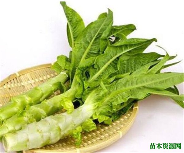 莴笋的营养价值 莴笋有哪些功效和作用