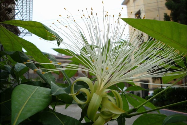 发财树开花你见过吗