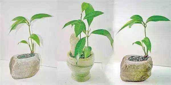 2种“贵”水果，果核别丢，扔在花盆里，变成小森林，果子随便摘
