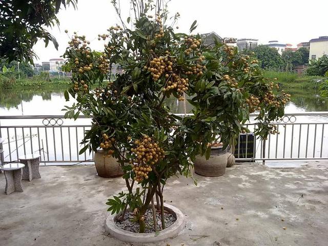 2种“贵”水果，果核别丢，扔在花盆里，变成小森林，果子随便摘