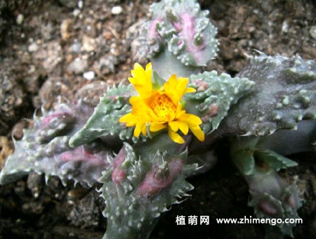 狮子波多肉怎么养,5种养护方法