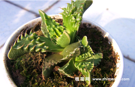 狮子波多肉怎么养,5种养护方法