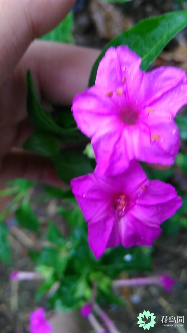 一种不知名的花，我们这叫‘蛇花’