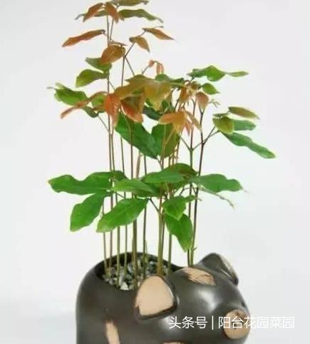 吃不完的花生，果核丢水里，10天长成杯子里的“小森林”