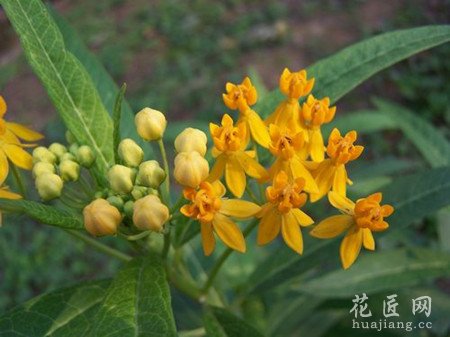 马利筋（金凤花）的养殖方法