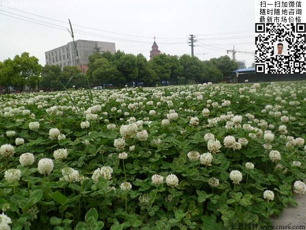 白三叶草皮铺上去几十天却越来越难看，怎么解决是好