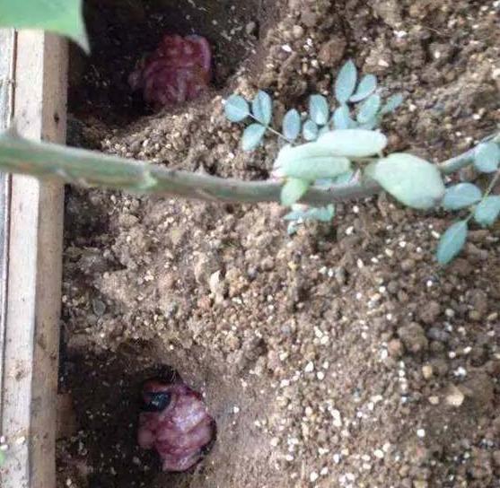 吃剩下的“鱼肠子”做花肥，养花全都爆盆了，真猛