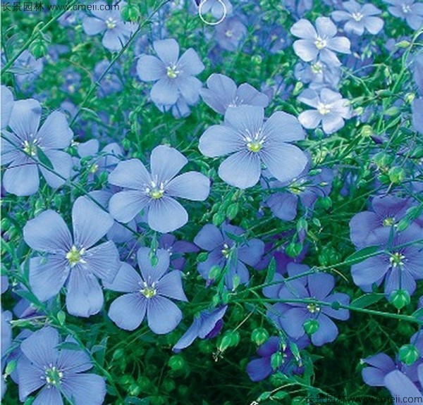 有哪些草本花卉开蓝色的花？
