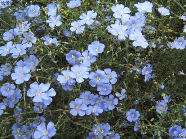 有哪些草本花卉开蓝色的花？