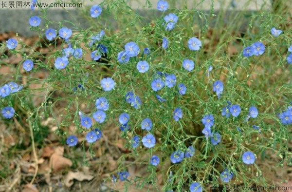 有哪些草本花卉开蓝色的花？