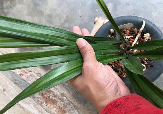 墨兰花有毒吗，墨兰花适合在室内养吗/无毒可以养在室内