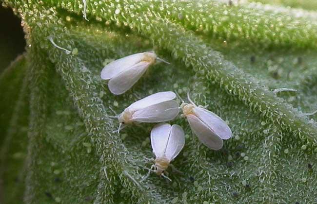 虫害：粉虱