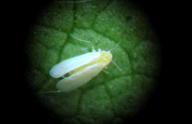 虫害：粉虱